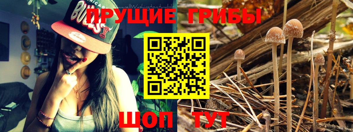 Псилоцибиновые грибы Psilocybine cubensis Дмитров